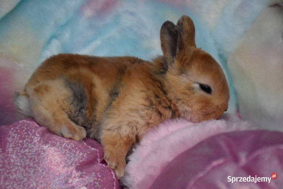 Karzełek rex króliki karzełki Mini Lipno