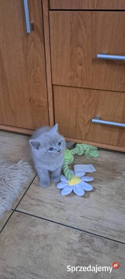 Kocięta brytyjskie liliowe z rodowodem dolnośląskie