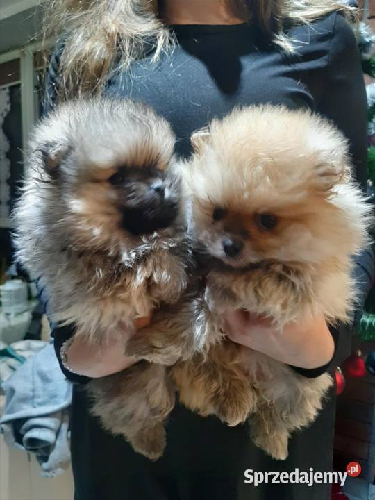 Szpic miniaturowy małopolskie Bukowno