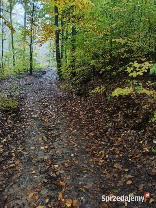 Działki leśne w Lipnicy Dolnej 6 hektarów małopolskie Lipnica Dolna sprzedam