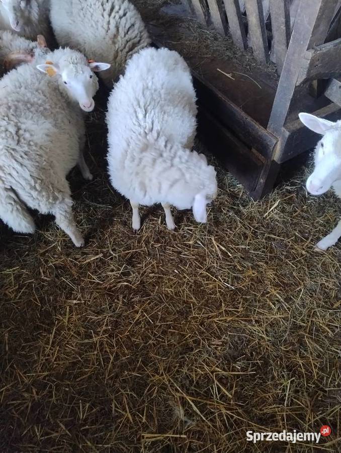 Jagnięta baranki owieczki Żarnów sprzedam