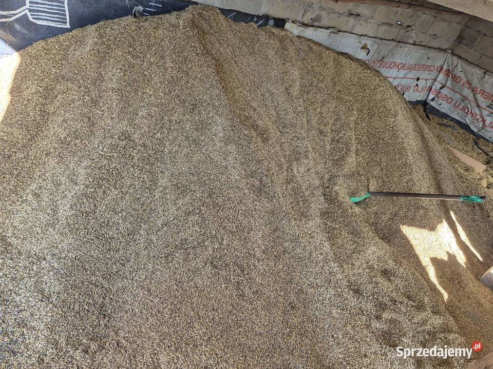 Sprzedam zboże Mściszewice