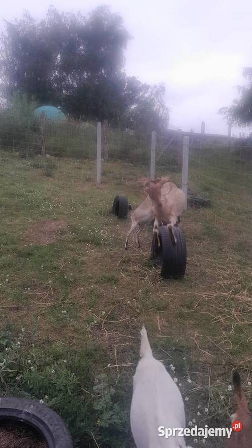 Kozy z mlekiem Kozioł mlode kózki Dojarka kujawsko-pomorskie Żnin