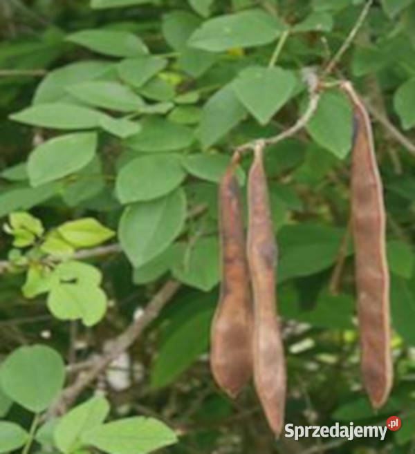 GLIRICIDIA Gliricidia sepium NASIONA 100g Lubanie