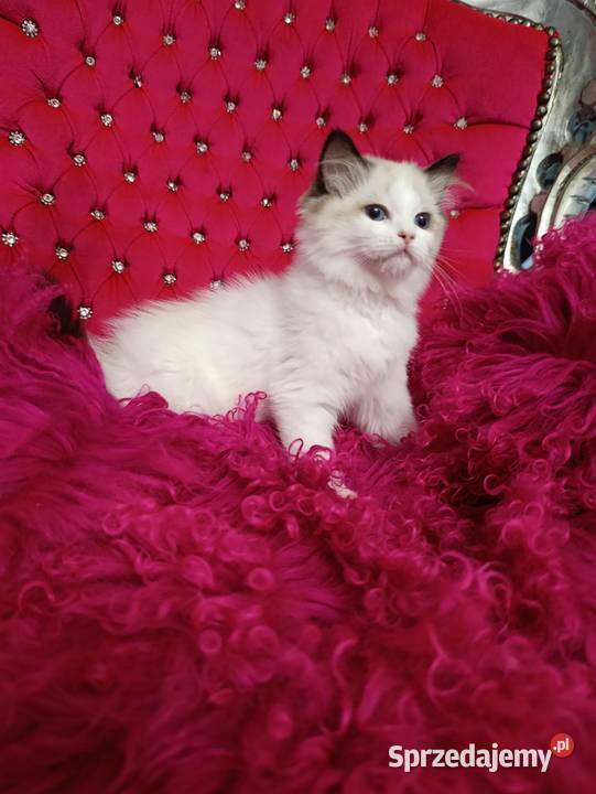 Ragdoll Kotka Seal bicolor FIFE FPL Wschowa