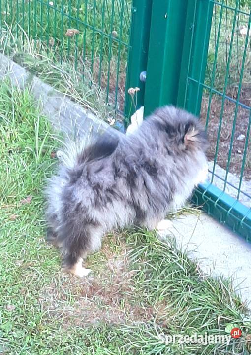 Szpic miniaturowy blue merle tan Pabianice