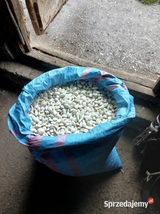 Fasola Jaś gruba gotowa pod zasiew