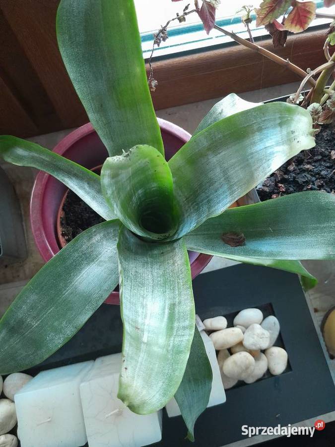 Echmea wstęgowata Wieliczka