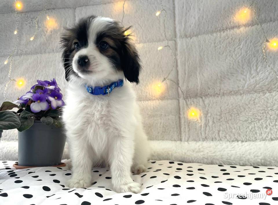 spaniel kontynentalny miniaturowy phalene nie Rudzica