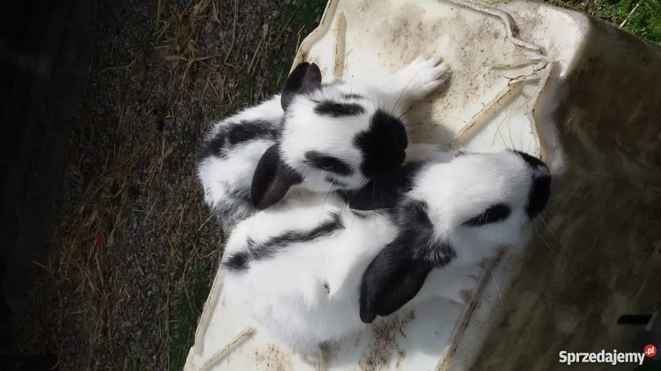 Młode króliki OSC Olbrzym Srokacz Czarny do ne Dubicze Cerkiewne