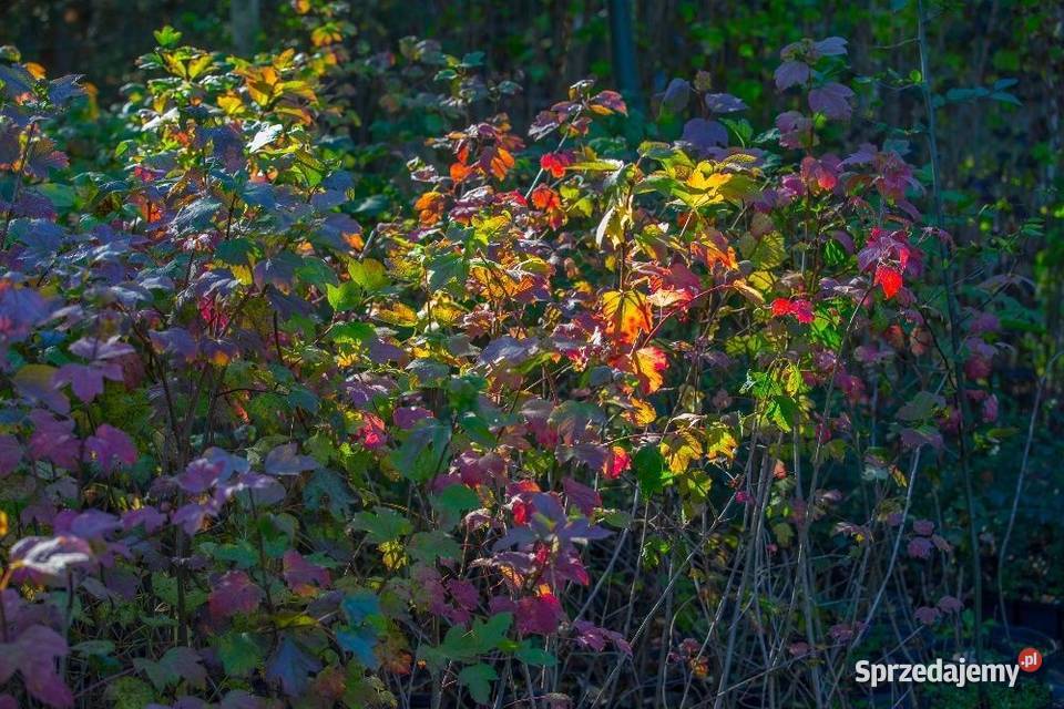 Kalina koralowa Viburnum opulus 3050 donica 2 l