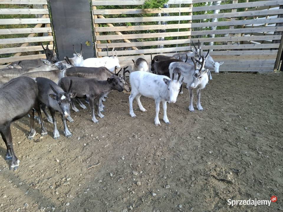 Sprzedam renifera Skandynawia Reindeer Łomża