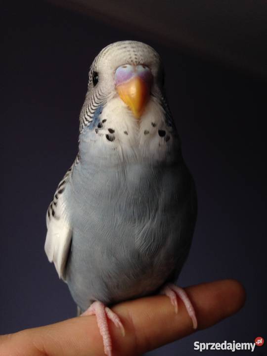 Papugi faliste ręcznie karmione Góra