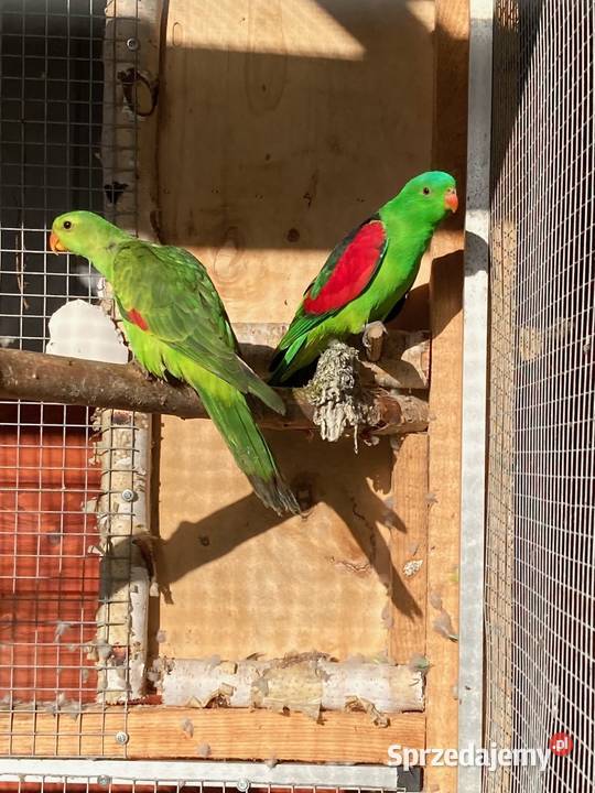 Krasnopiórki czerwonoskrzydłe rudosterki nimfy Szaflary sprzedam