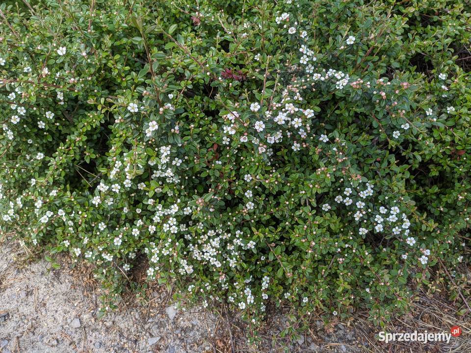 Irga Płożąca zadarniająca zimozielona Duże Rośliny lubelskie