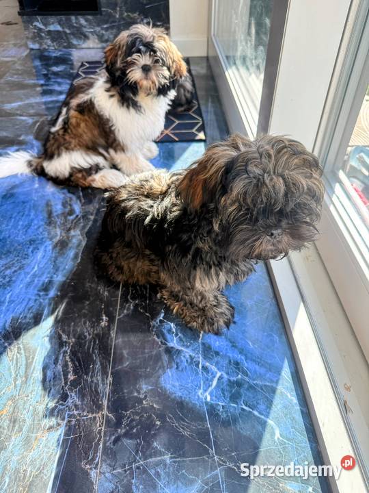 Pięciopokoleniowe Shih Tzu Dłutów