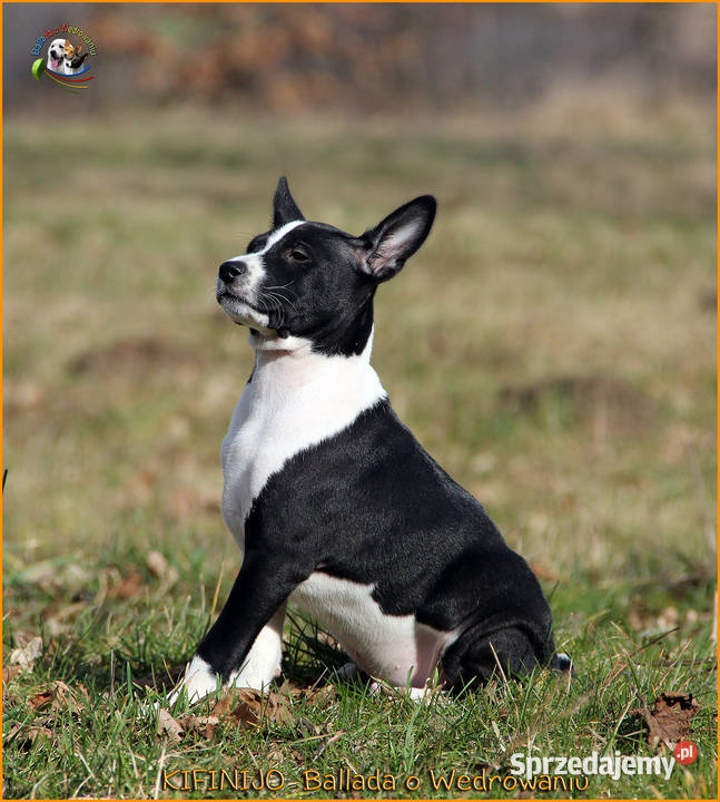 Basenji szczenięta FCI warmińsko-mazurskie Barczewo