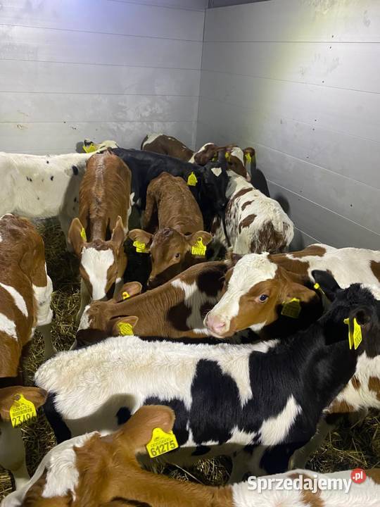 Byczki hodowlane Puławy