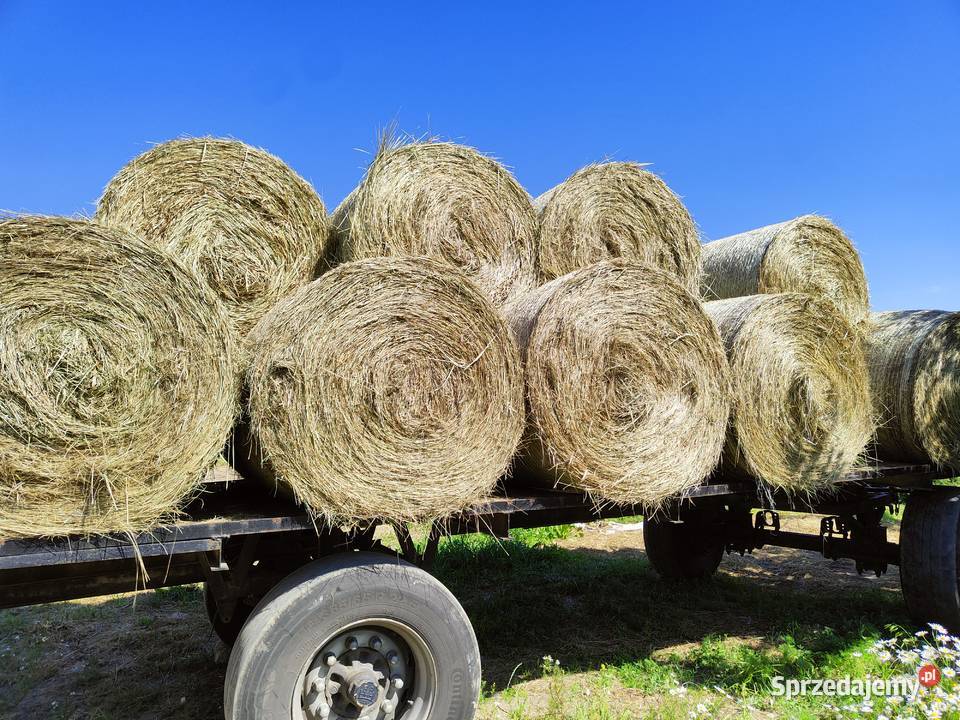 Siano 2025 rozmiar 120x120 Pińczów