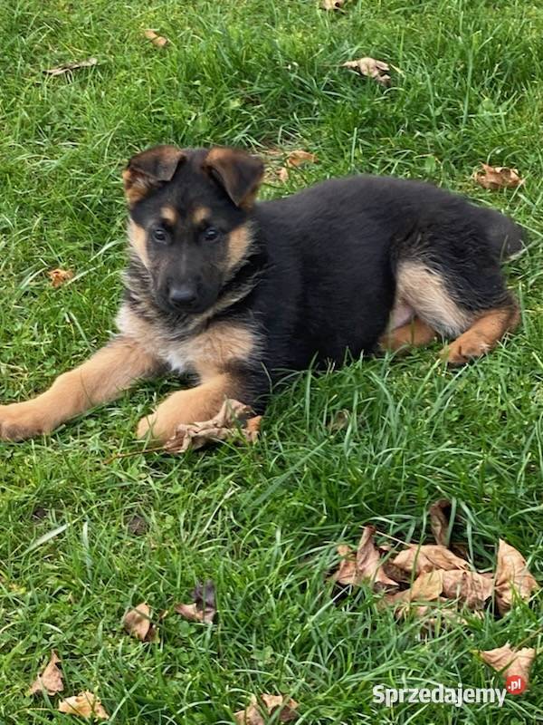 Owczarek niemiecki małopolskie Dąbrowa Tarnowska sprzedam