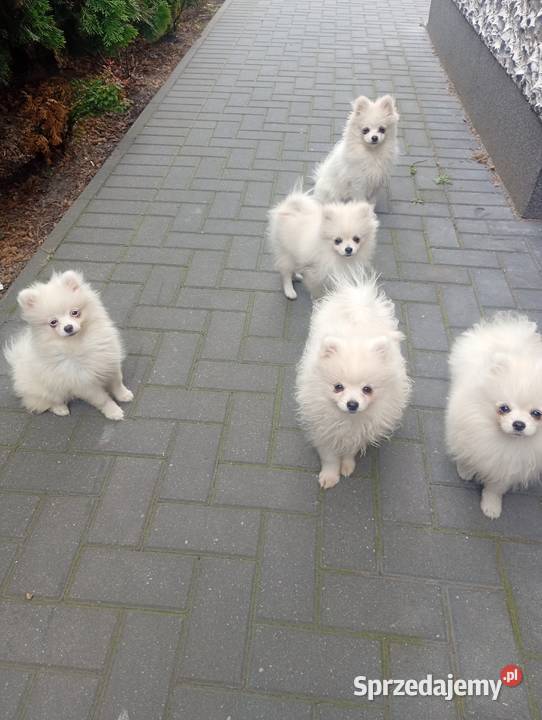 Szpic miniaturowy Pomeranian Łowicz
