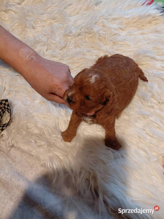 Cavapoo suczka red do razerwacji Wyszków