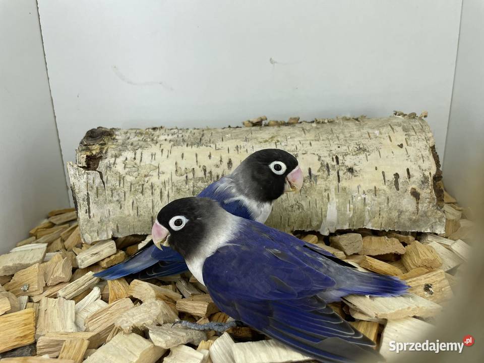 Nierozłączki czarnogłówki lubelskie Ryki