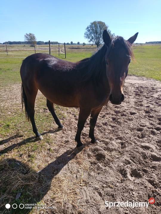 Sprzedam źrbke w typie huculskaim