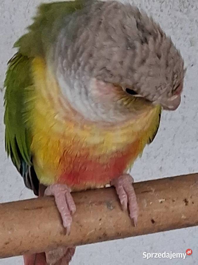 Sprzedam Papugi śląskie Bestwina