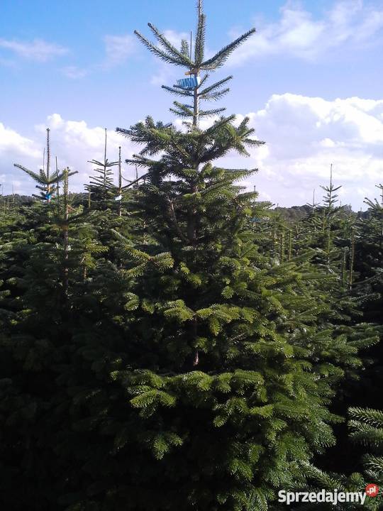 CHOINKI PROSTO Z DANII sprzedaż