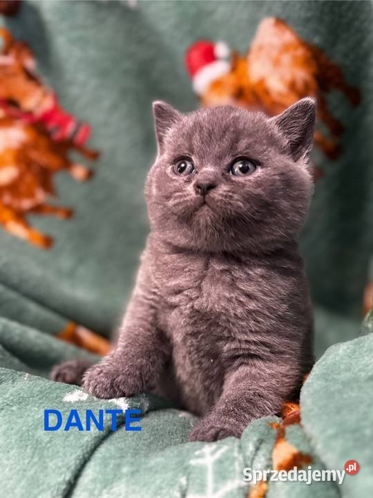 Kot Brytyjski British Shorthair Poznań