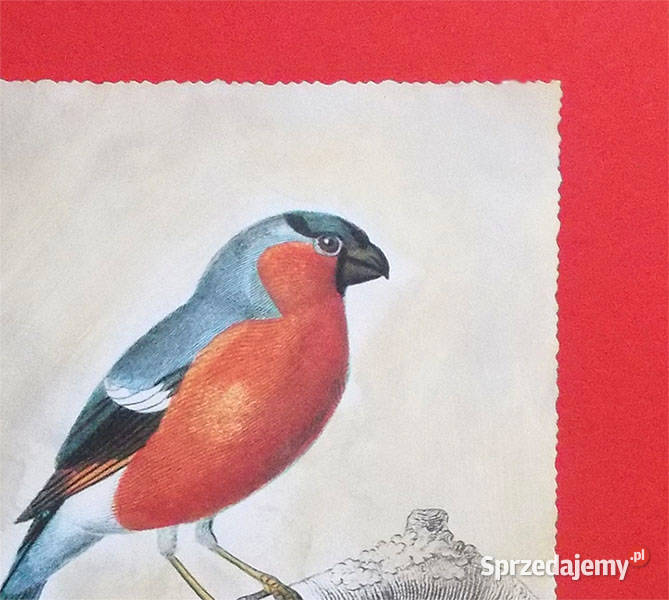 vintage plakat z ptaszkiem ptaszek obrazek A4 Dekoracje i ozdoby Łódź