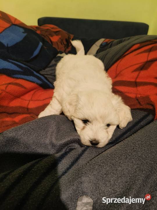 szczeniak maltańczyk Gorzów Wielkopolski sprzedam