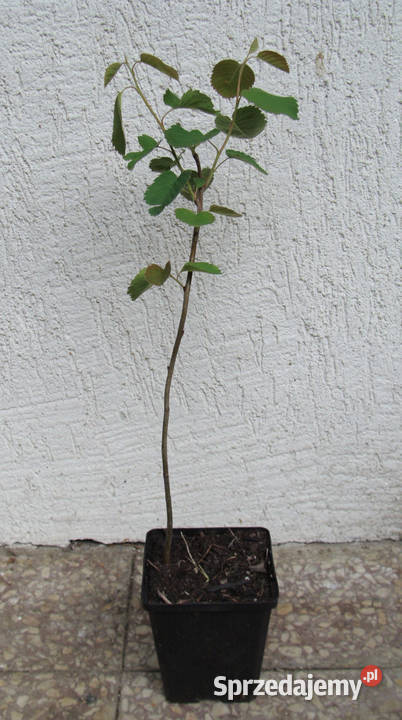 ŚWIDOŚLIWA OLCHOLISTNA Smoky sadzonki w