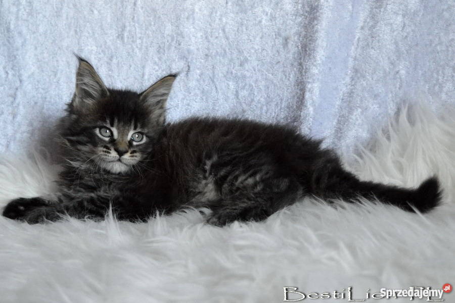 Wspaniałe TYGRYSKI Maine Coon z rodowodem FPL Opole
