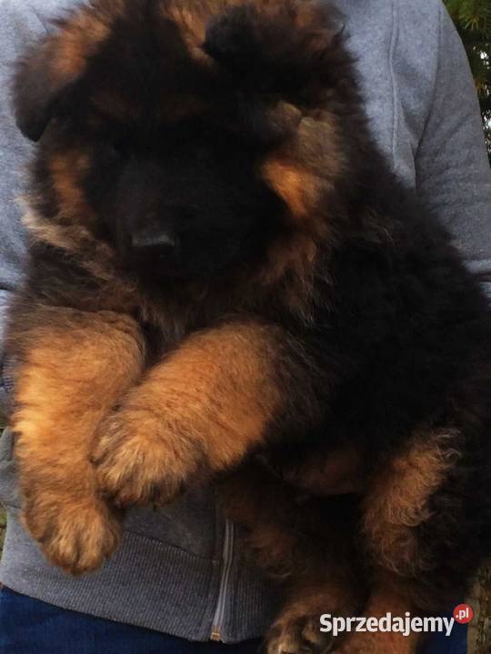 Owczarek niemiecki długowłosy potężne szczeniaki Klimontów