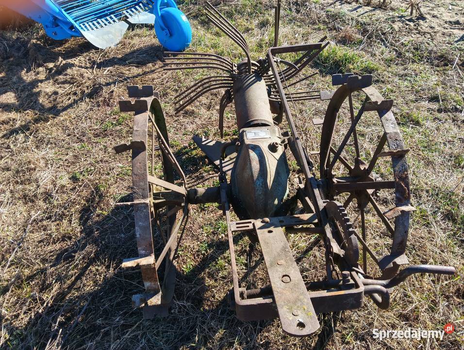 Kopaczka konna Grajewo