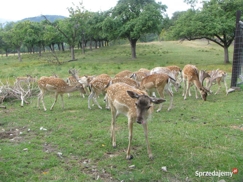 Daniele byki łanie zacielone młode szpicaki Słopnice