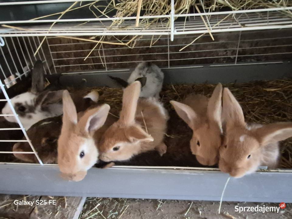 Króliki mieszańce Króliki Dylągowa