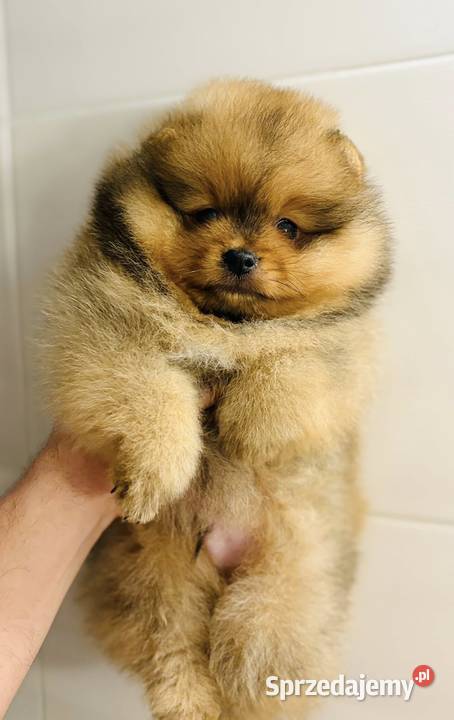 Szpic Miniaturowy Pomeranian odbiór grudzień Rzeszów