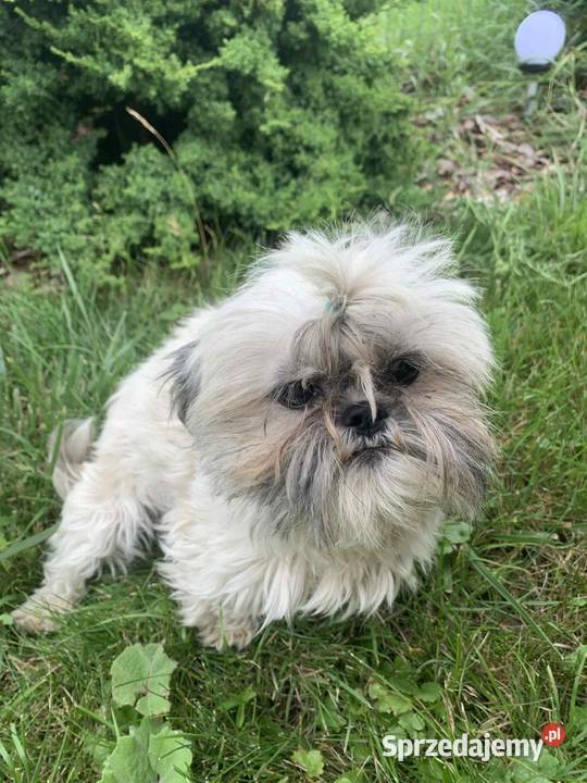 Suczka shih tzu Shih Tzu Łążyn