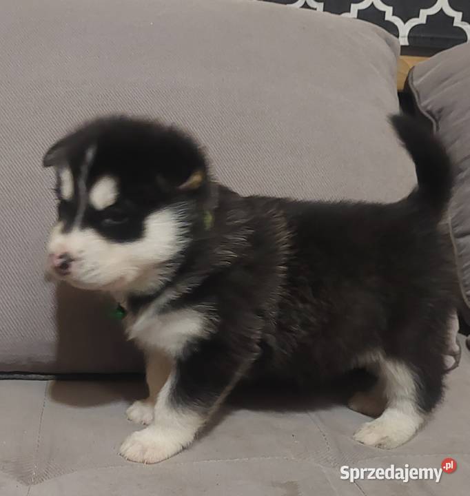 Alaskan Malamute piesszczeniak