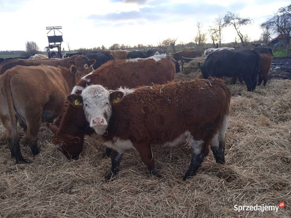 Jałówki odsadki Przynotecko sprzedam