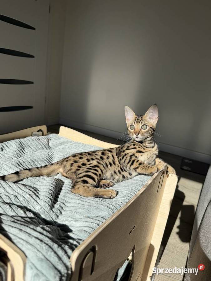 Łagodna samica Savannah F6 Kraków sprzedam