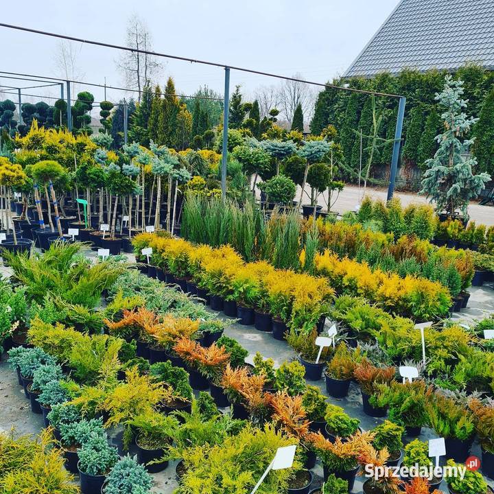 Świerk Glauca Globosa na pniu szczepiony srebrny