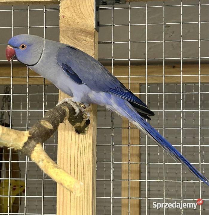 Aleksandretty Obrożne Luborzyca