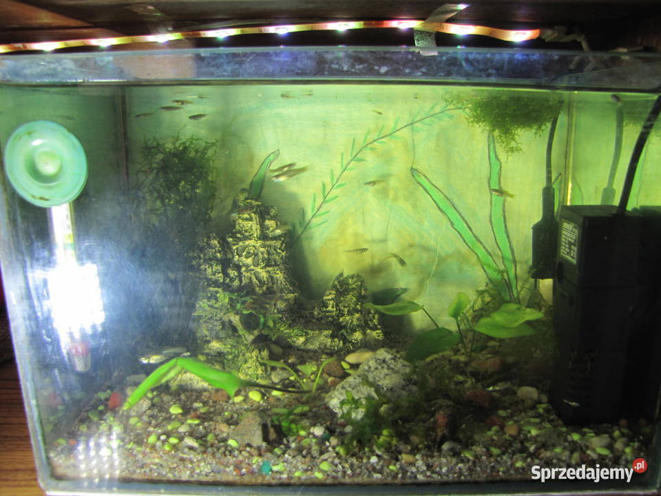 Akwarium z obsadą małe Toruń