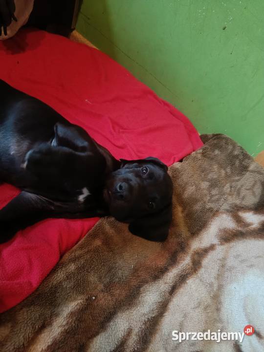 Dog niemiecki małopolskie Słopnice