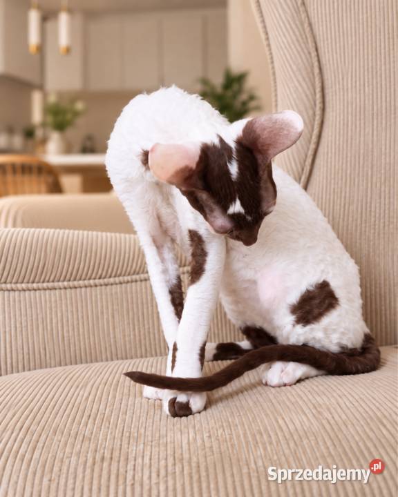 Cornish Rex kocurek arlekin gotowy do odbioru Pozostałe