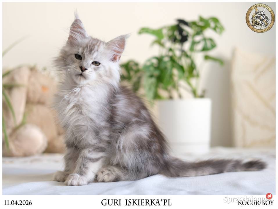 Guri uroczy jegomość kocurek maine coon Maine Coon